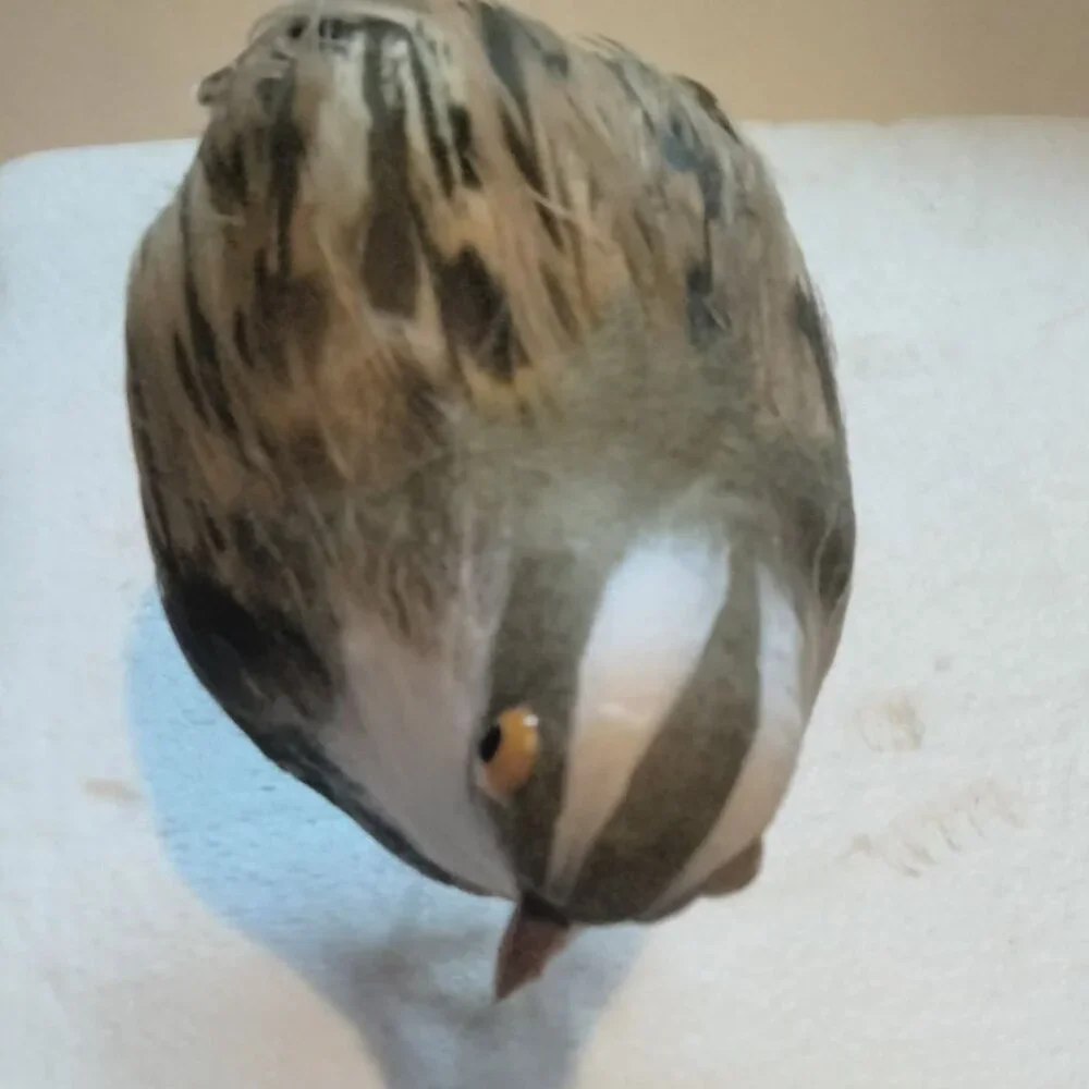 Artificial Decorative Bird Figurine Quail Real Feather Crafting Floral Decor
